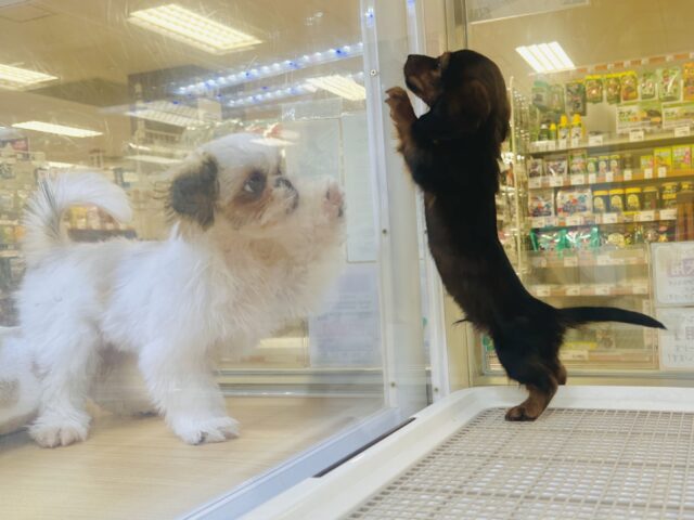 ミニチュアダックス
