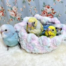 セキセイインコ  ブルー＆イエローのヒナちゃん集合💙💛