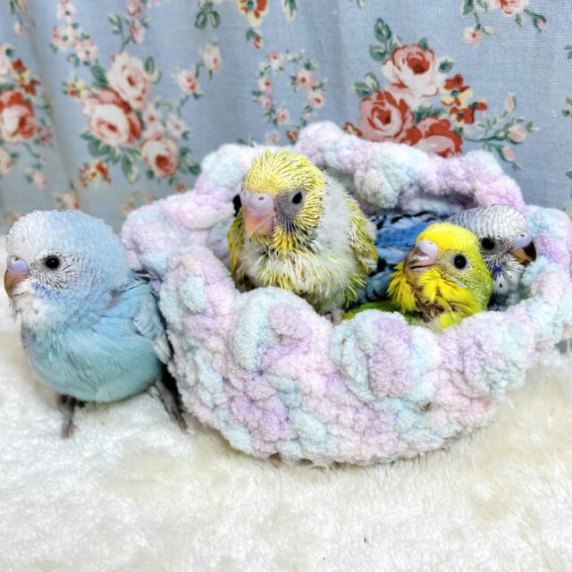セキセイインコ ブルー＆イエローのヒナちゃん集合💙💛