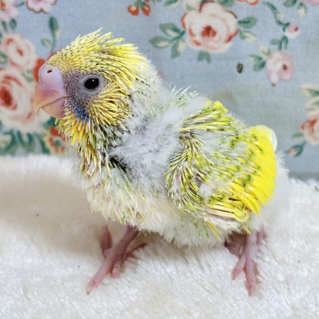 セキセイインコ