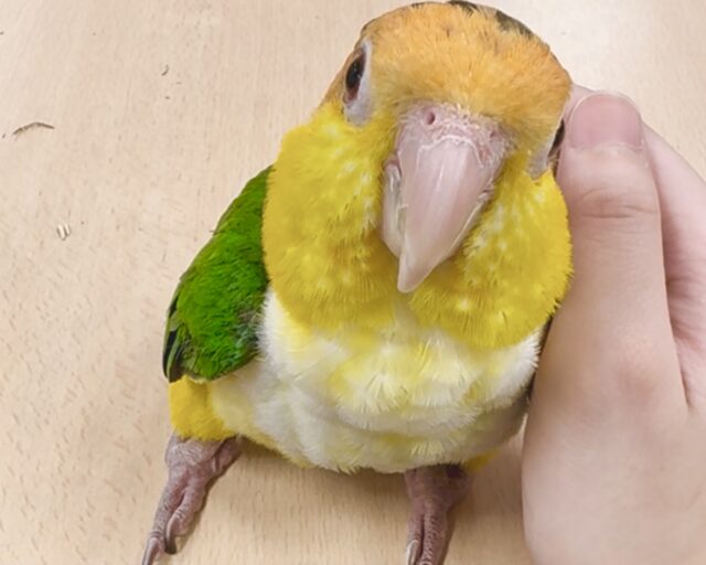 シロハラインコ