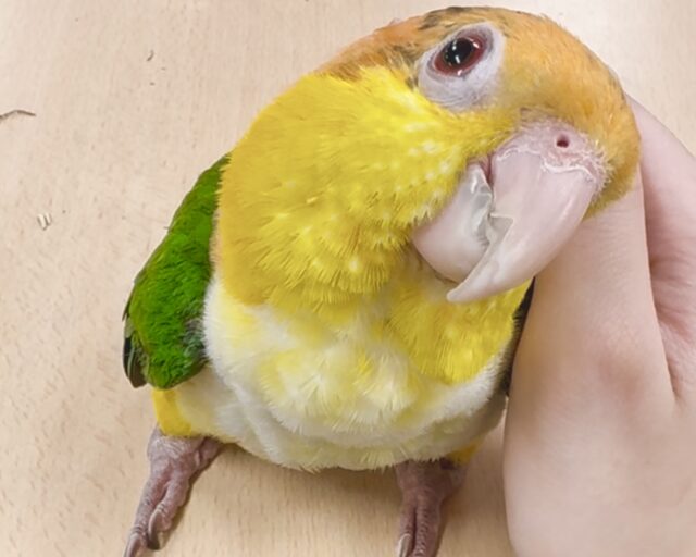 シロハラインコ