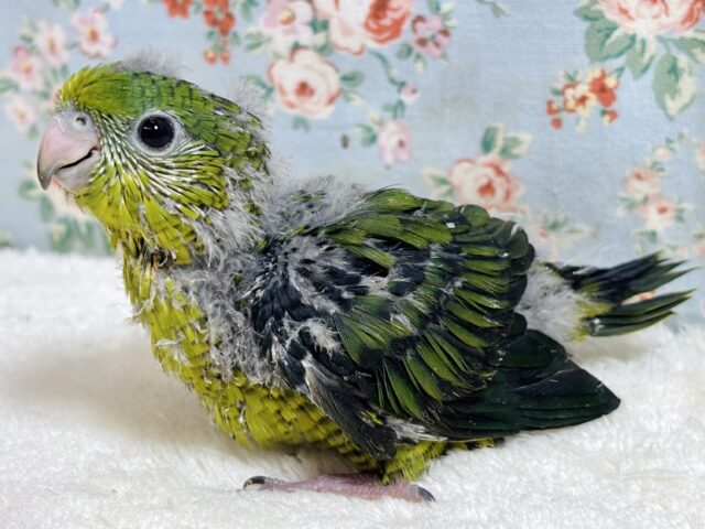 サザナミインコ