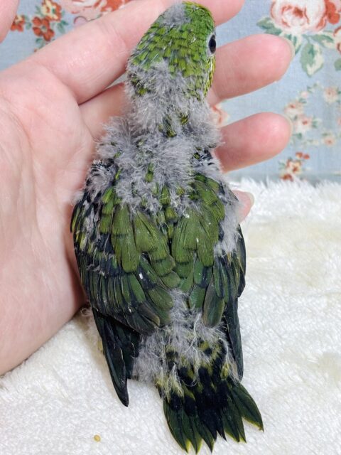 サザナミインコ