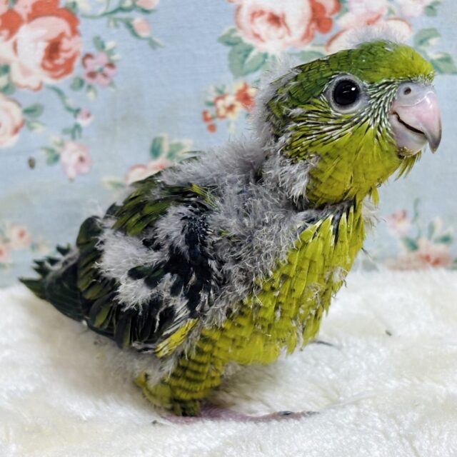 サザナミインコ