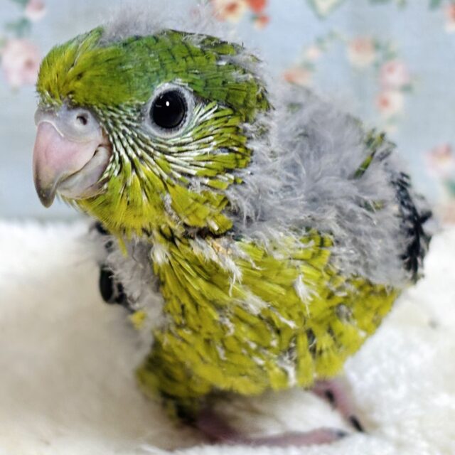 サザナミインコ ノーマルグリーン 🍀🌳✧*｡