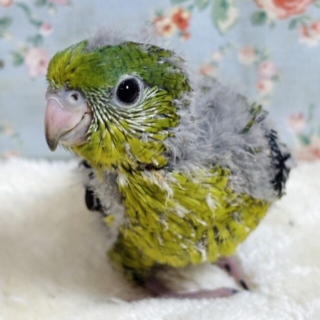 サザナミインコ