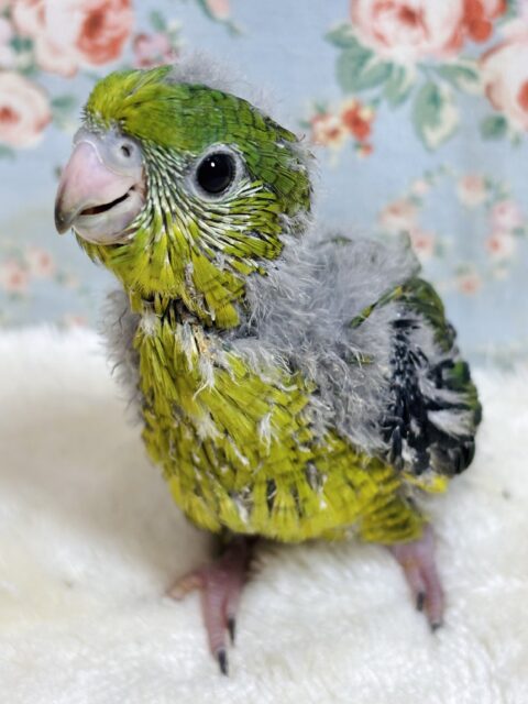 サザナミインコ