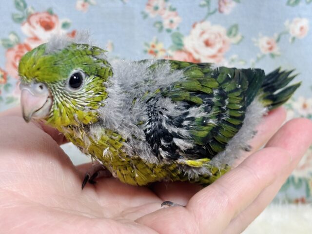 サザナミインコ