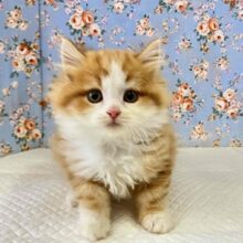 必見！！イケメン過ぎるスコティッシュフォールド入舎しました＾＾