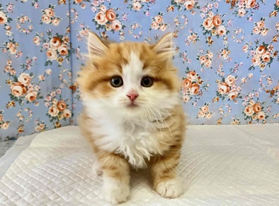 必見！！イケメン過ぎるスコティッシュフォールド入舎しました＾＾