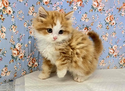 スコティッシュフォールド