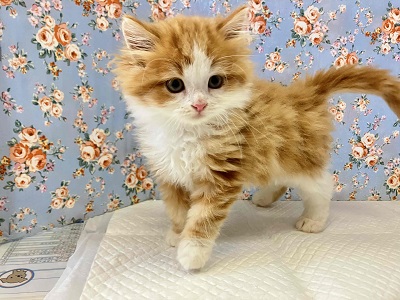 スコティッシュフォールド