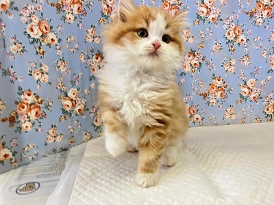 スコティッシュフォールド