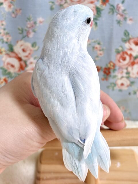 マメルリハ