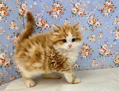 スコティッシュフォールド