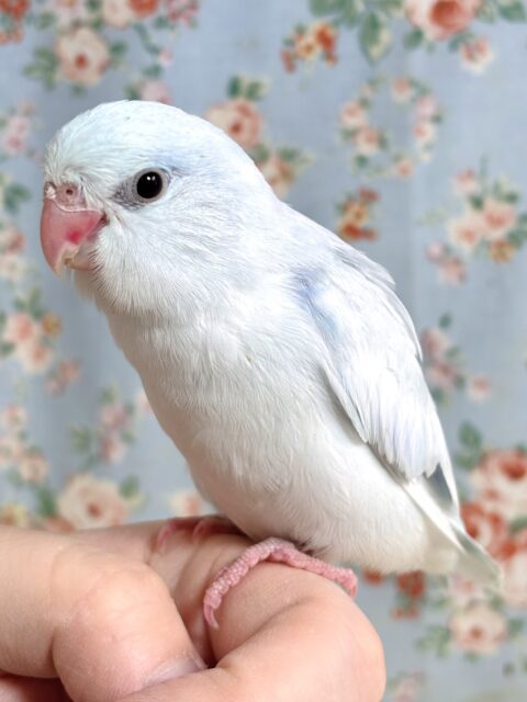 マメルリハ