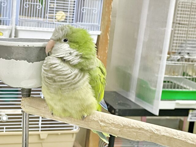 オキナインコ