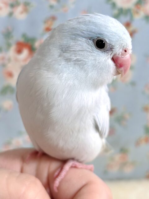 マメルリハ