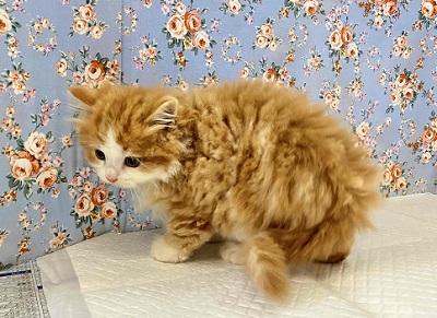 スコティッシュフォールド