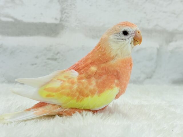 アキクサインコ（秋草インコ）