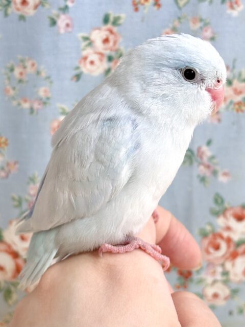 マメルリハ