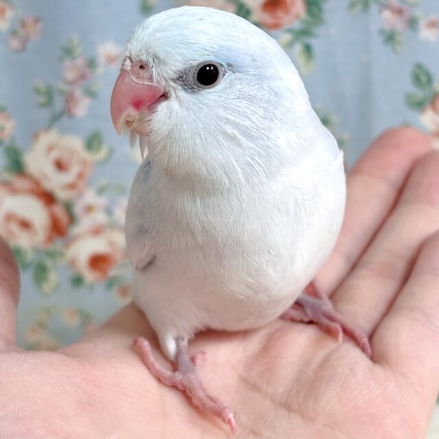 マメルリハ ダイリュートライラック 💜️️️🩵✧*。