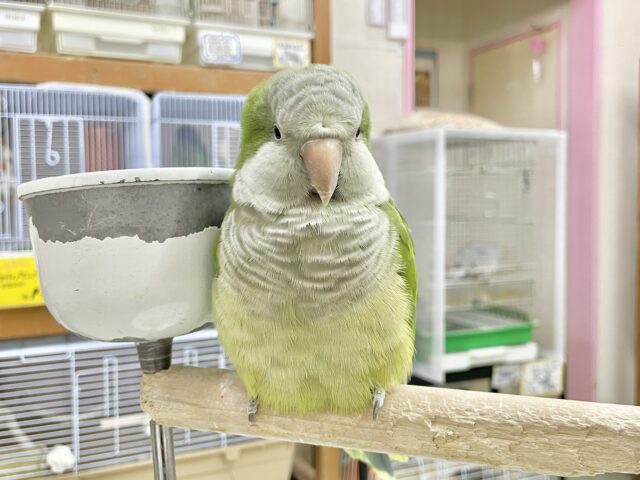 オキナインコ