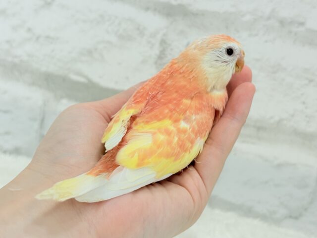アキクサインコ（秋草インコ）