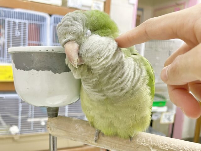 オキナインコ