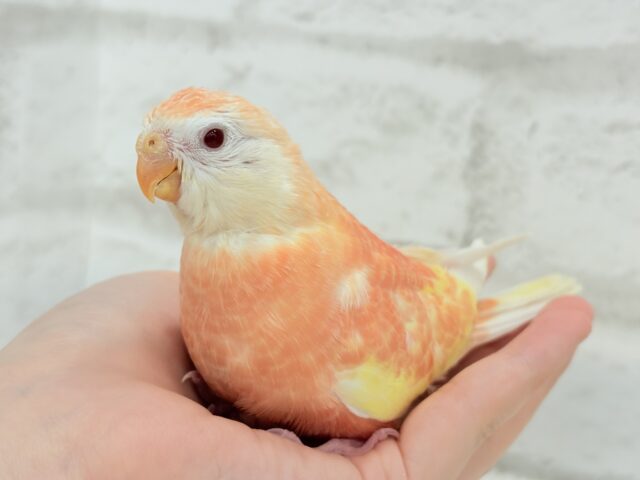 アキクサインコ（秋草インコ）