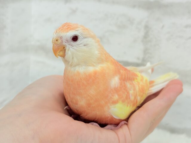アキクサインコ（秋草インコ）