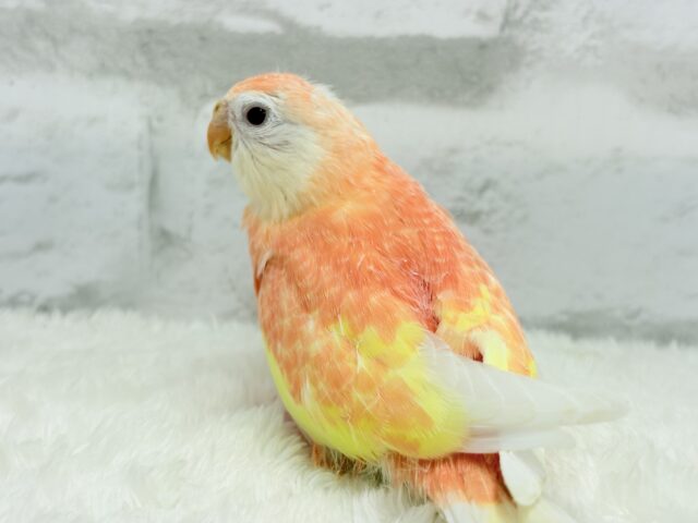 アキクサインコ（秋草インコ）