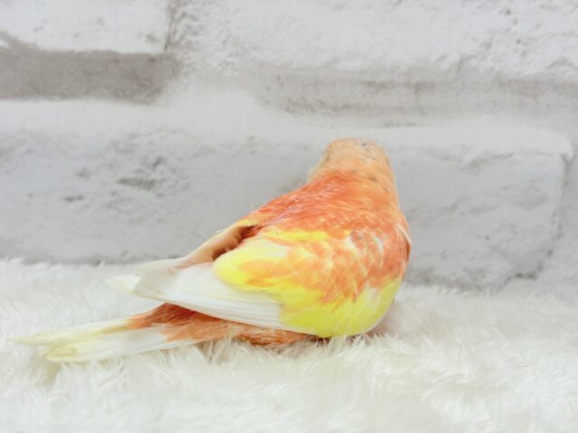 アキクサインコ（秋草インコ）