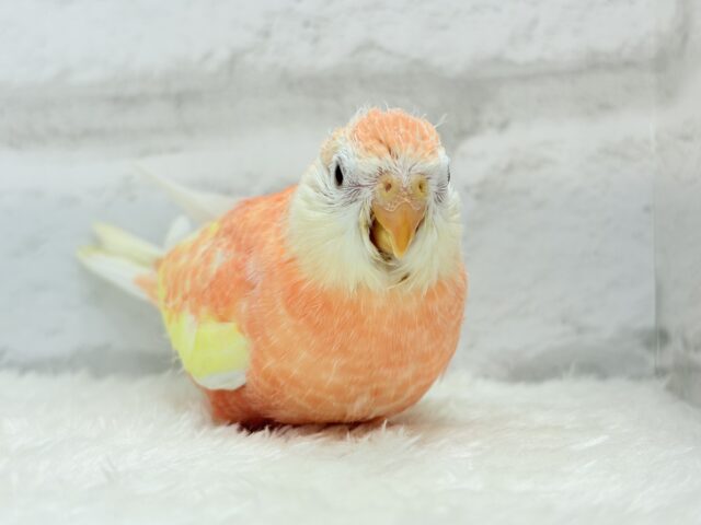 アキクサインコ（秋草インコ）