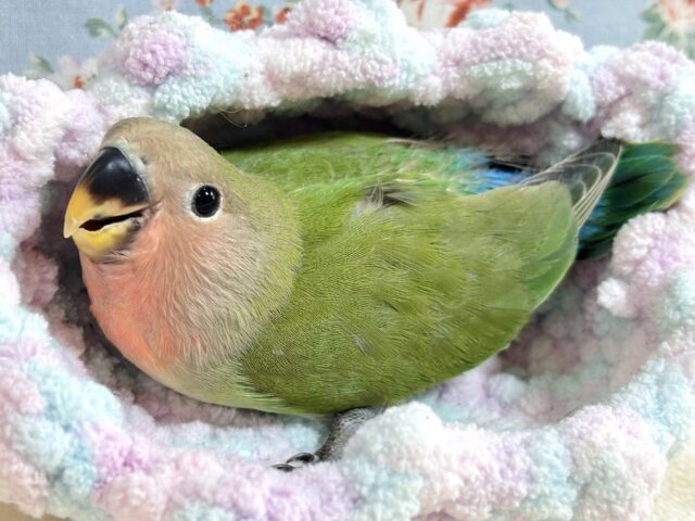 コザクラインコ（小桜インコ）