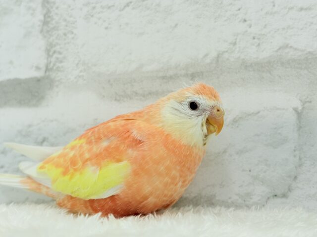 アキクサインコ（秋草インコ）