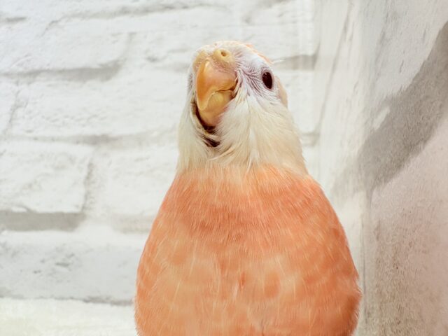 アキクサインコ（秋草インコ）