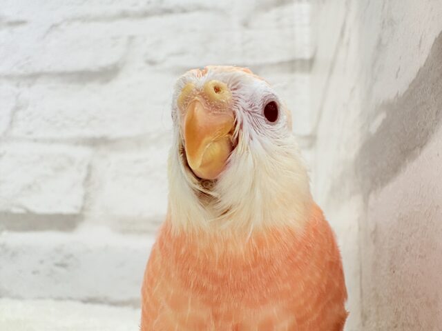 アキクサインコ（秋草インコ）