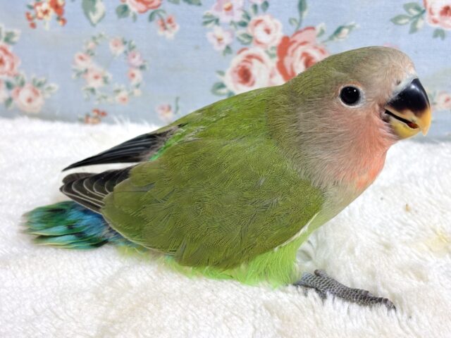 コザクラインコ（小桜インコ）