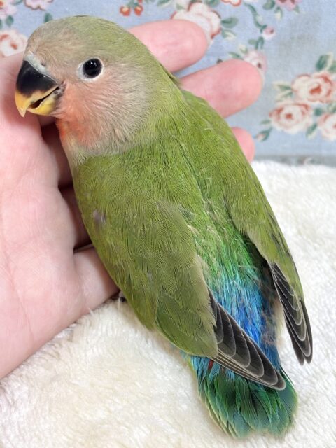 コザクラインコ（小桜インコ）
