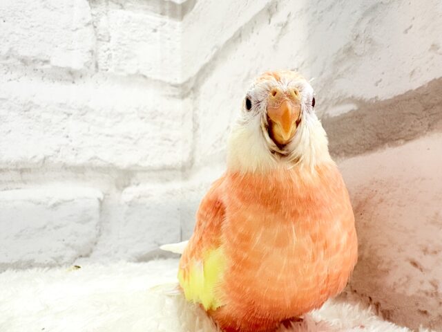 アキクサインコ（秋草インコ）