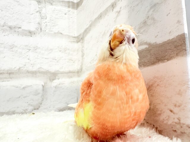 アキクサインコ（秋草インコ）