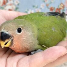コザクラインコ  ノーマル  🍊🌿‬