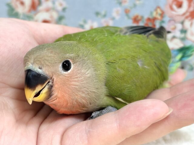 コザクラインコ ノーマル 🍊🌿‬