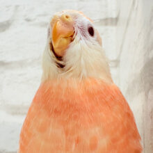 【最新画像更新🪄】圧倒的貫禄の姿🍑💖アキクサインコ(ルビノー) ヒナ