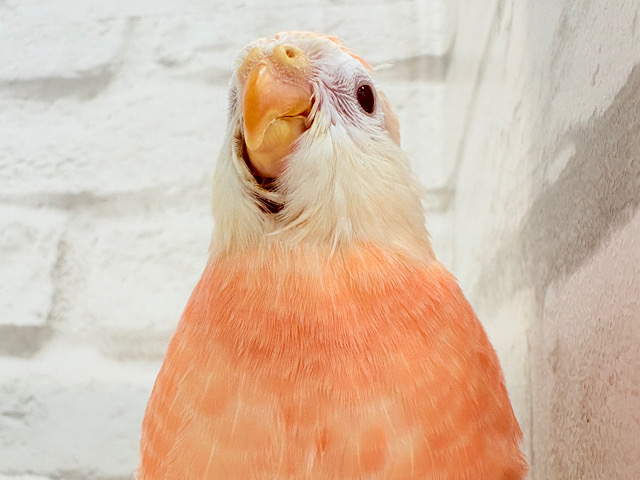 【最新画像更新🪄】圧倒的貫禄の姿🍑💖アキクサインコ(ルビノー) ヒナ