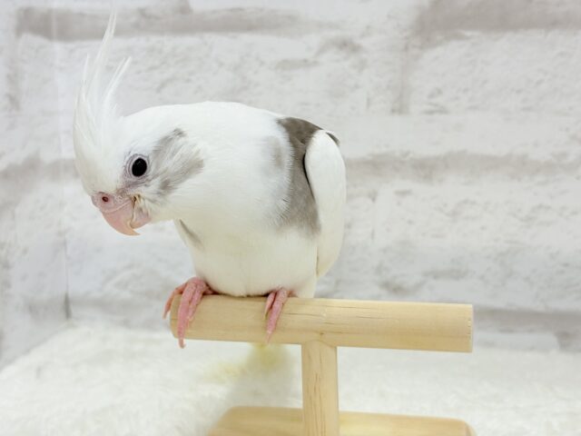 オカメインコ