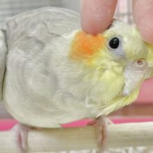 動画あり🌟最新画像あり🌟 カキカキ大好きクリーミーさん～👑 オカメインコ(シナモン)