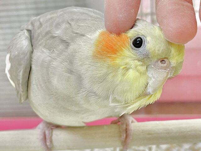 動画あり🌟最新画像あり🌟 カキカキ大好きクリーミーさん～👑 オカメインコ(シナモン)